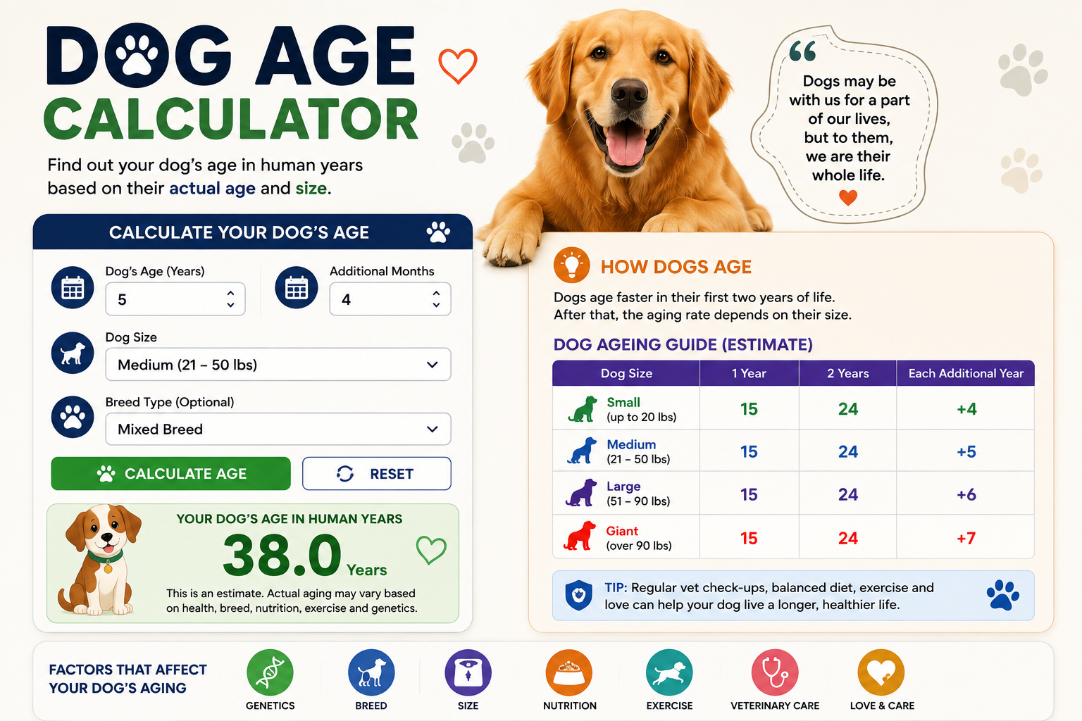 Dog Age Calculator showing human-equivalent dog age